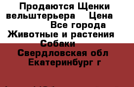 Продаются Щенки вельштерьера  › Цена ­ 27 000 - Все города Животные и растения » Собаки   . Свердловская обл.,Екатеринбург г.
